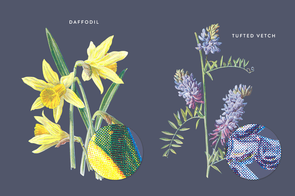 Vintage Flower Illustrations Bundle, an Illustration by Greta Ivy (Photo 24 of 62)