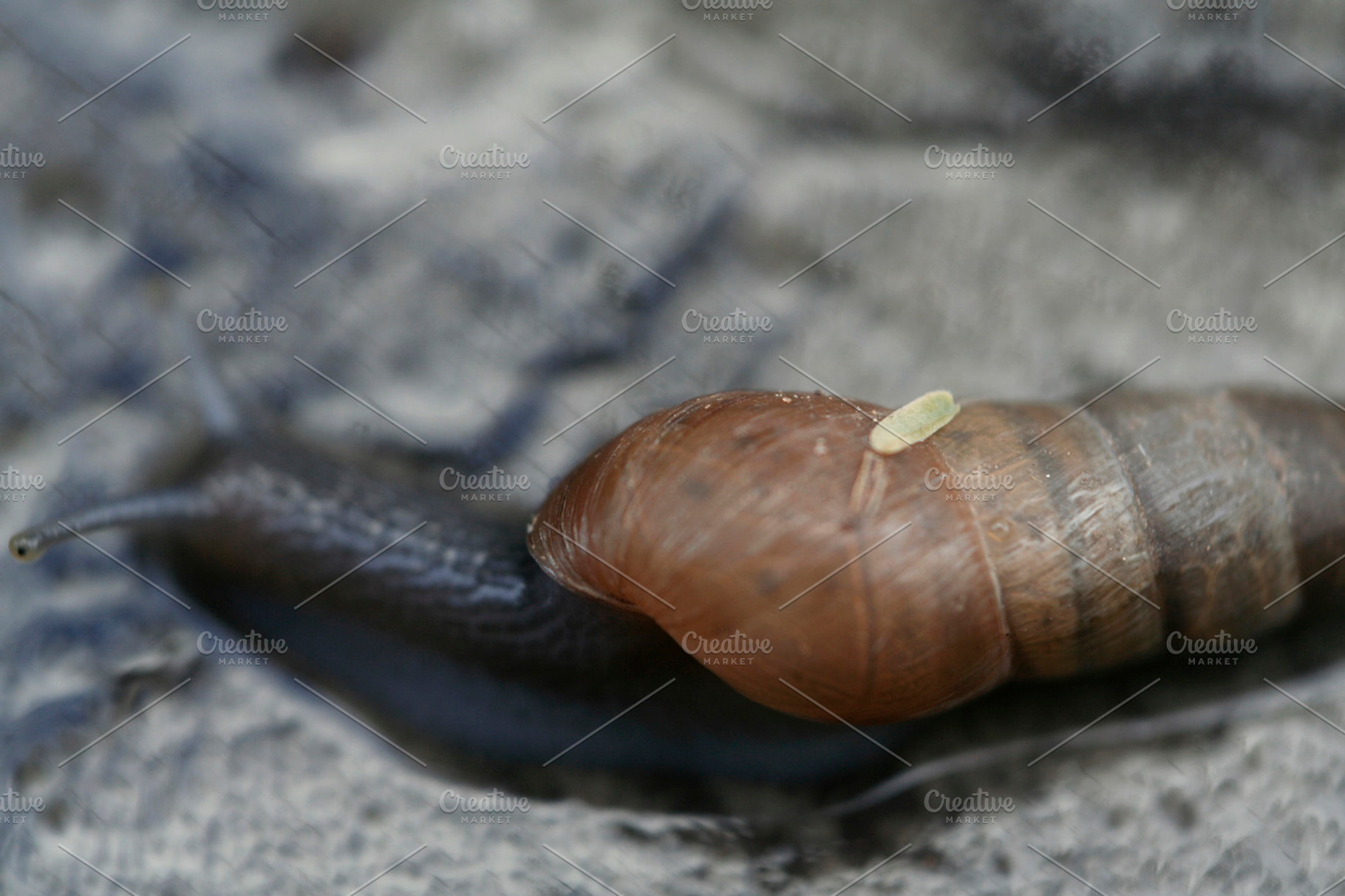 Snail macro, a Nature Photo by SeikCo