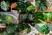 45 Aesthetic Monstera Plant Photos, a Nature Photo by Incomelion (Thumbnail 12 of 12)