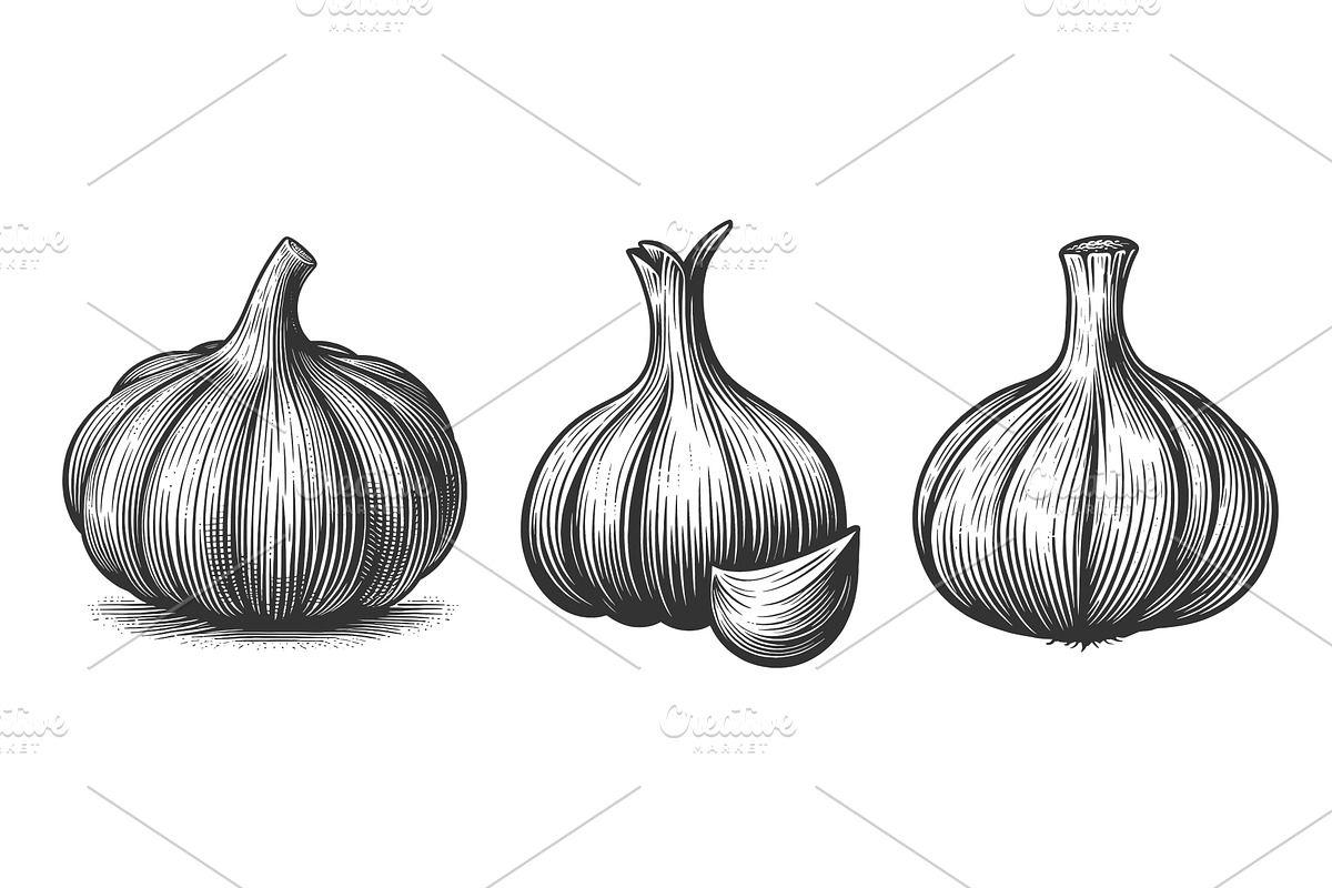 Garlic Bulb engraving set vector, a Food Illustration by AlexArt