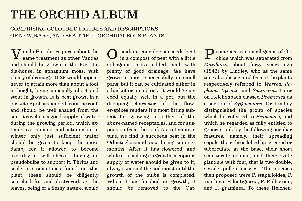 Victorian Orchid preview 6