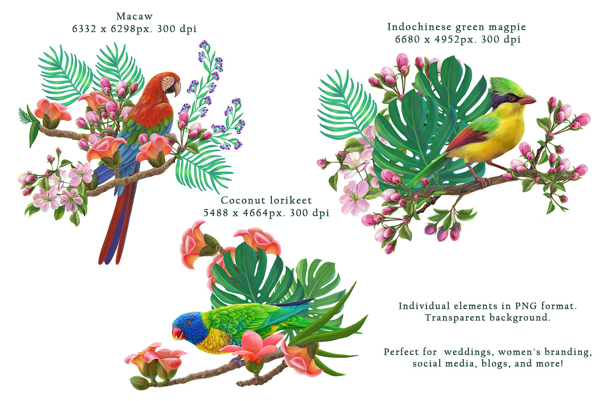 Exotic birds seamless pattern, a Pattern Graphic by Alena Lazareva (Photo 4 of 9)