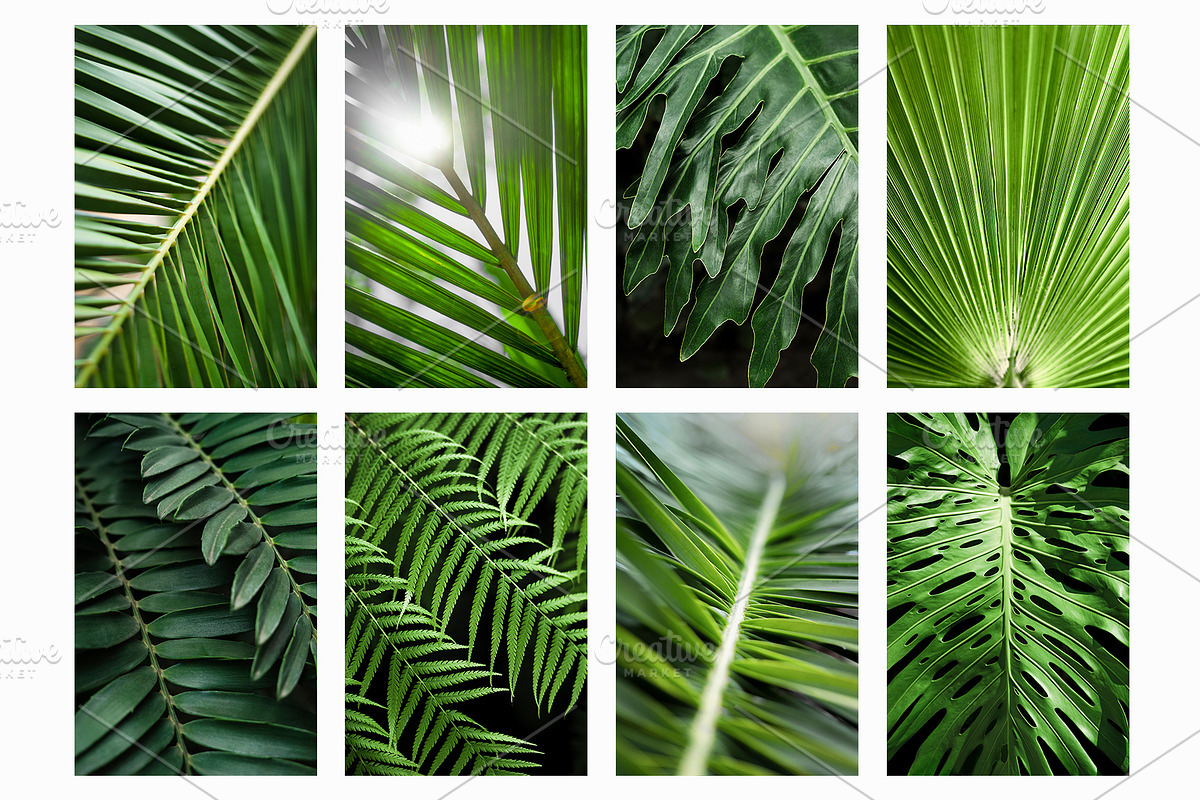 Tropical Plants Photos Bundle, a Nature Photo by eezo (Photo 6 of 6)