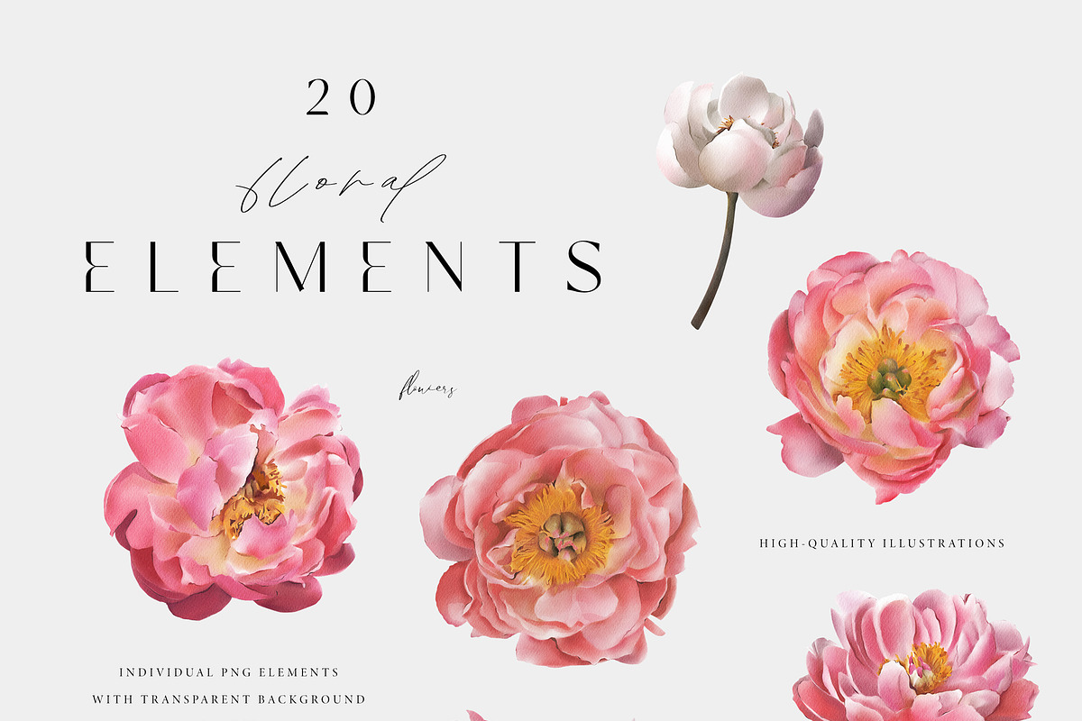 Peony watercolor clipart & patterns, a Decorative Illustration by Diana Askarova Art (Photo 8 of 11)