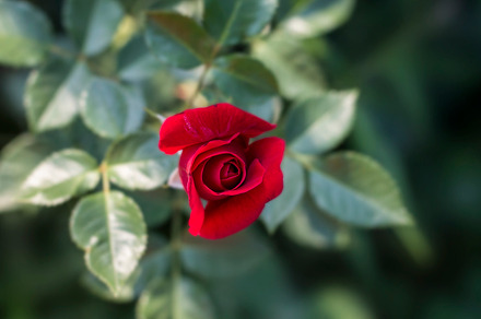 Organic Flower preview 4