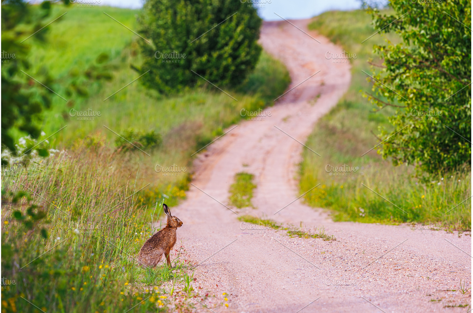 European brown hare, lepus europaeus, an Animal Photo by Lukas Jonaitis SHOP