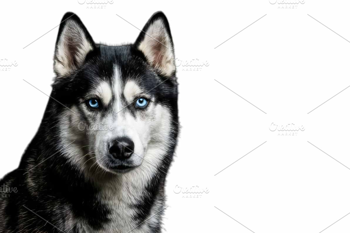 Siberian Husky Portrait PNG, an Animal Photo by VetalStock (Photo 1 of 2)