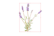 Vector object brushes. Lavender, a Brush Add-On by Peolla (Thumbnail 3 of 13)