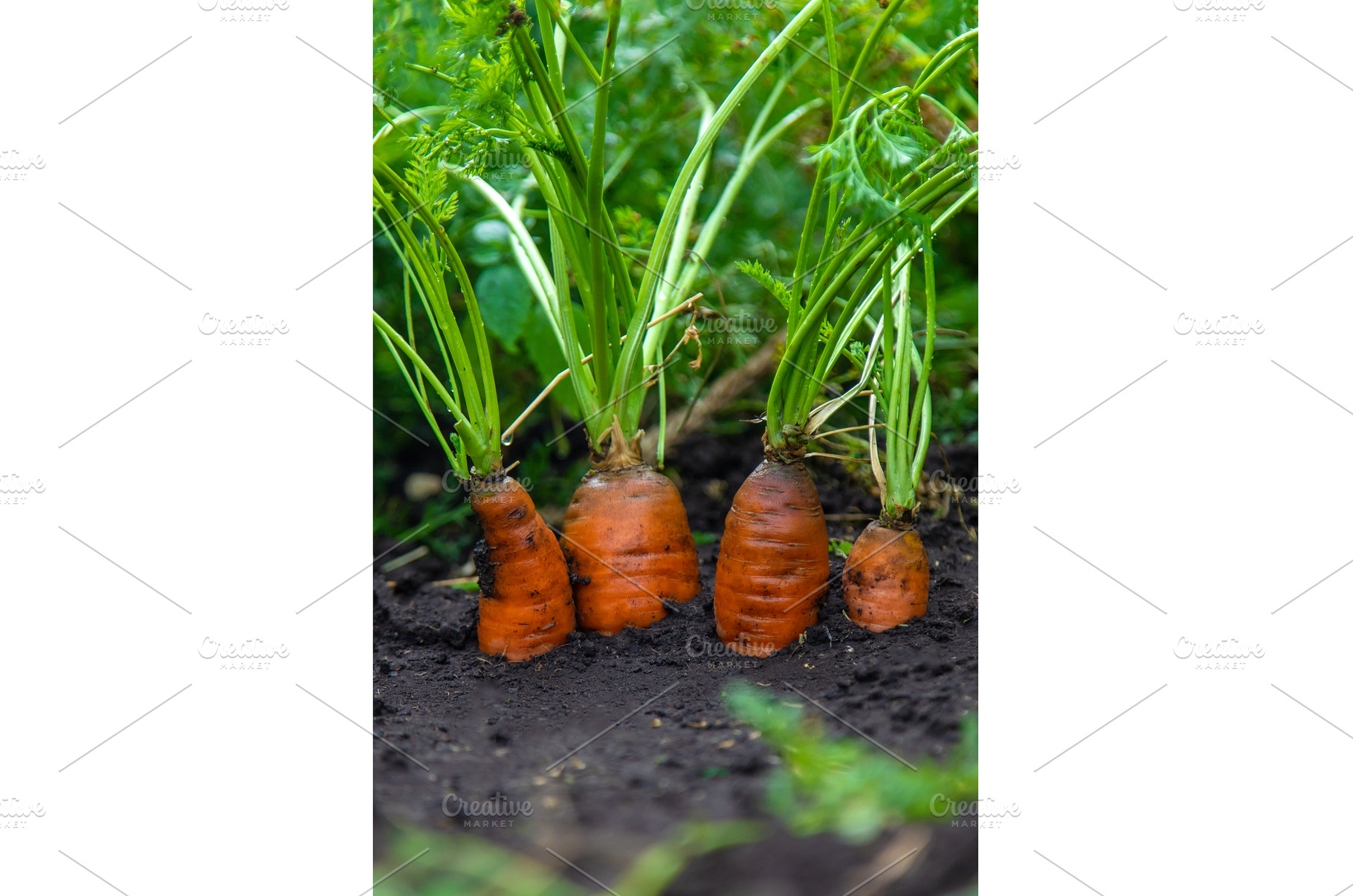 Carrots grow in the garden, a Food & Drink Photo by yanadjana