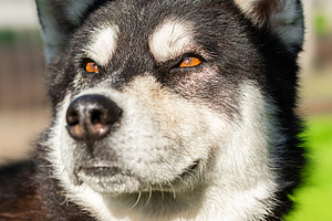 Siberian husky dog, walking through, an Animal Photo by AlexBush