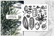 Exotic plant and fruit sketches set, a Food Illustration by Yevheniia (Thumbnail 10 of 11)