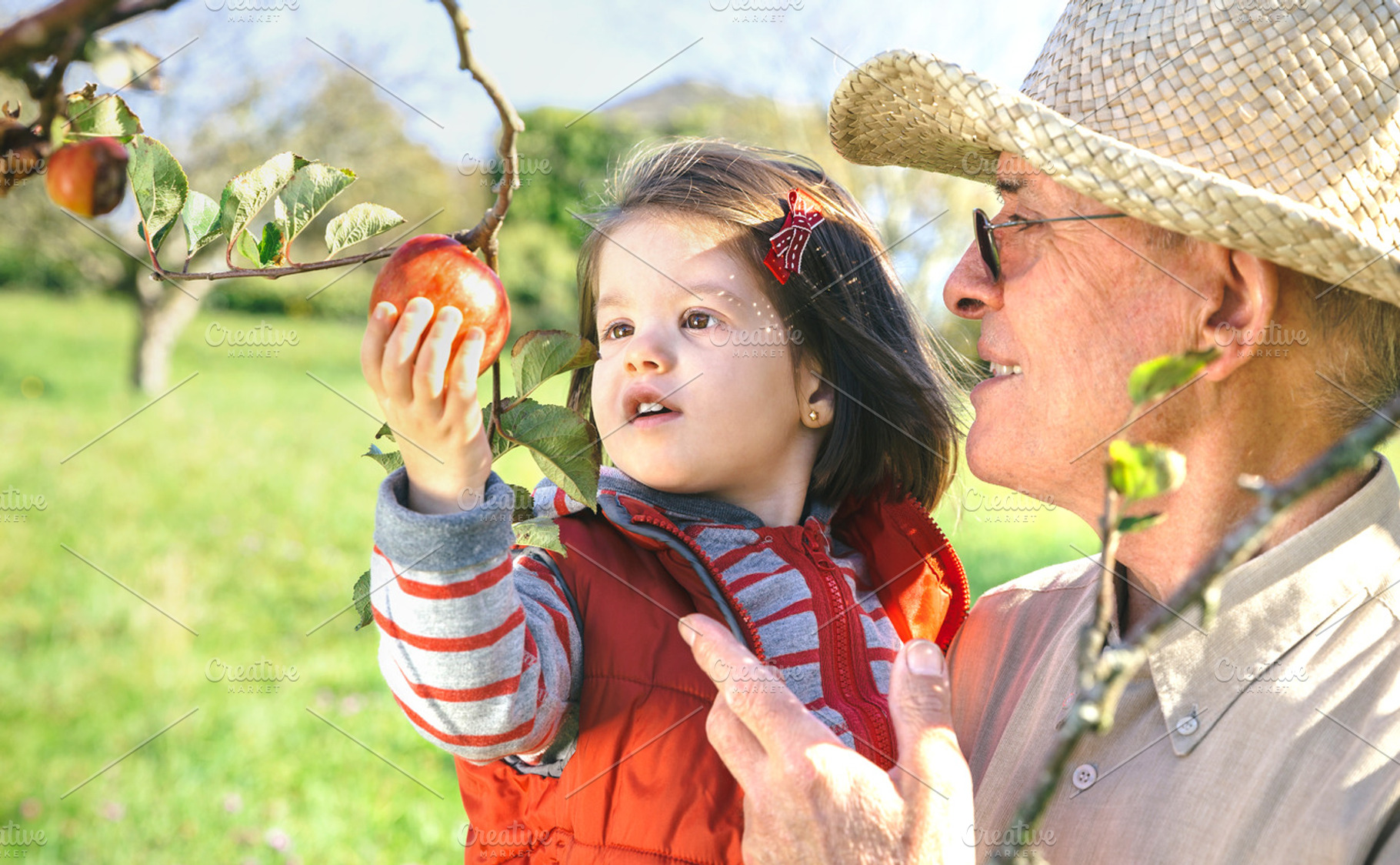 Senior man holding adorable little girl picking apples featuring senior, man, a Person Photo by davidpereiras