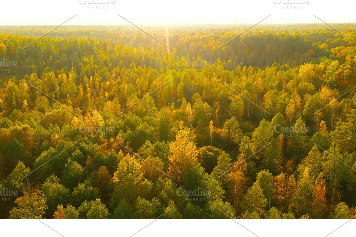 Aerial View Of Birch Forest 4K, a Graphic by Our Amazing World (Photo 1 of 2)
