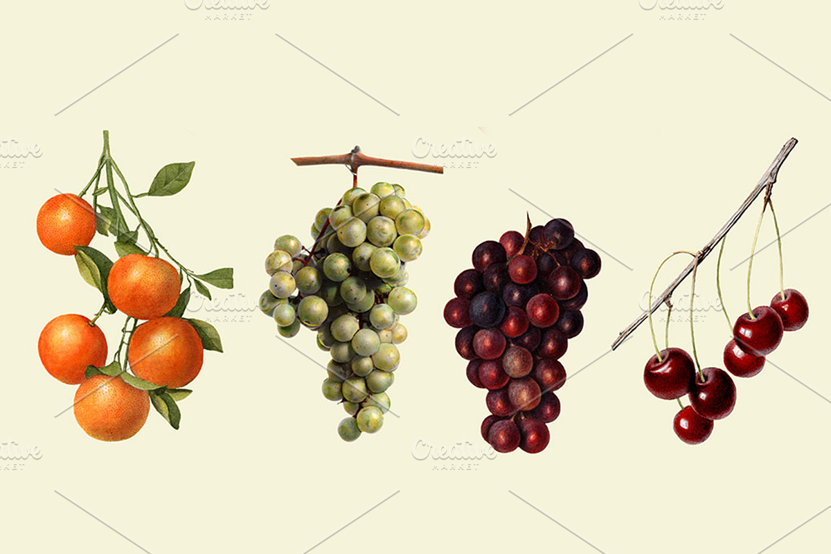 Vintage Fruit Illustrations, a Food Illustration by Catty Studio (Photo 7 of 10)