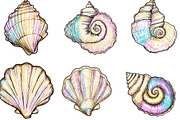 Hand Drawn Seashell Clipart, an Illustration by Designking (Thumbnail 2 of 5)