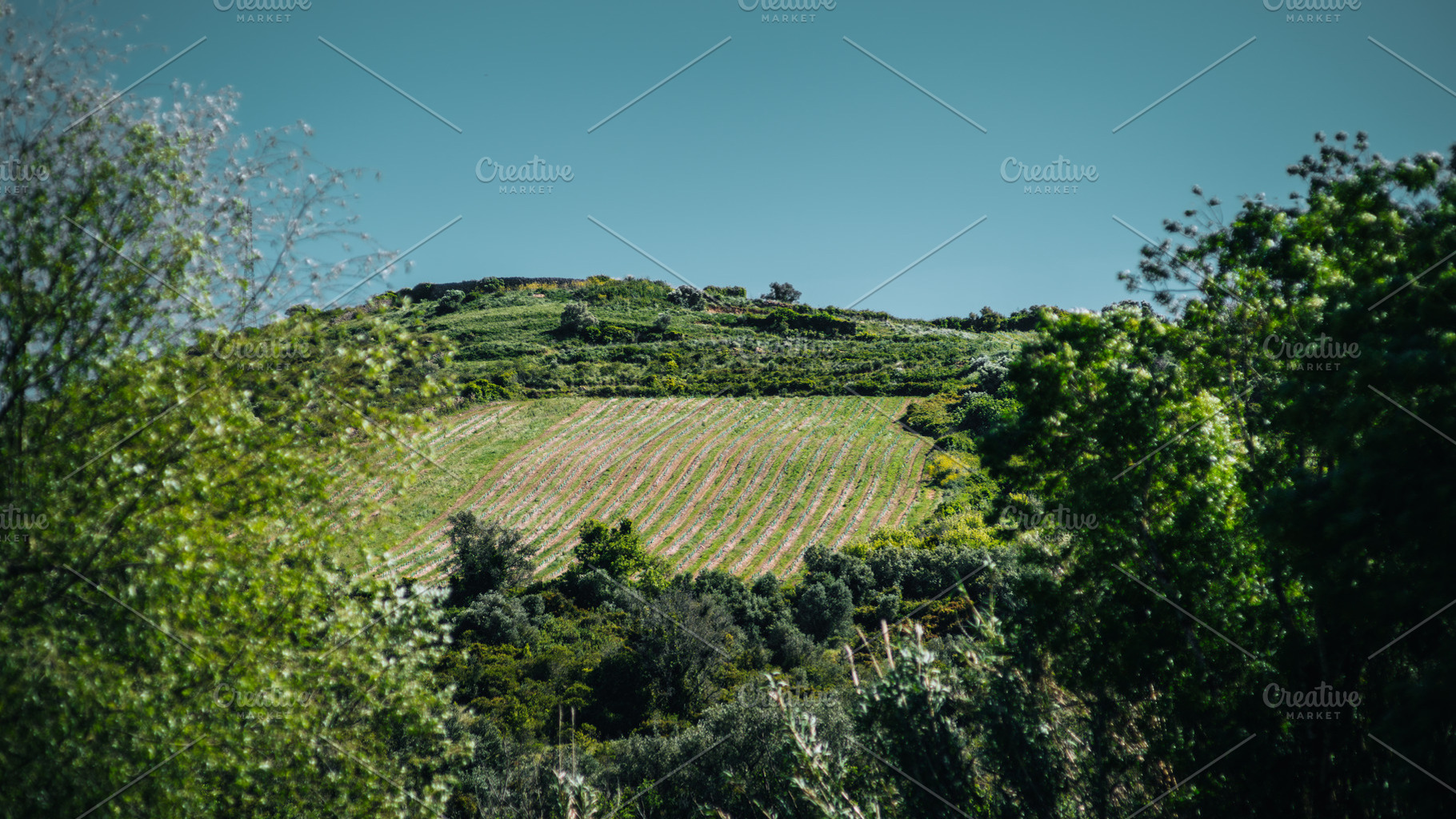 Vineyard rows on sunny hillside, an Industrial Photo by SkyNext