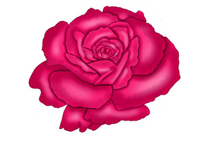 Illustrated Bright Pink Rose