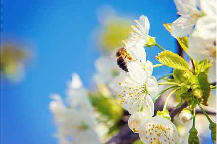 Flowering tree branches in spring, a Nature Photo by yanadjana