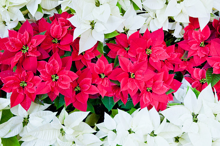 Red and white christmas poinsettias stock photo containing background and, a Holiday Photo by Irina Moskalev