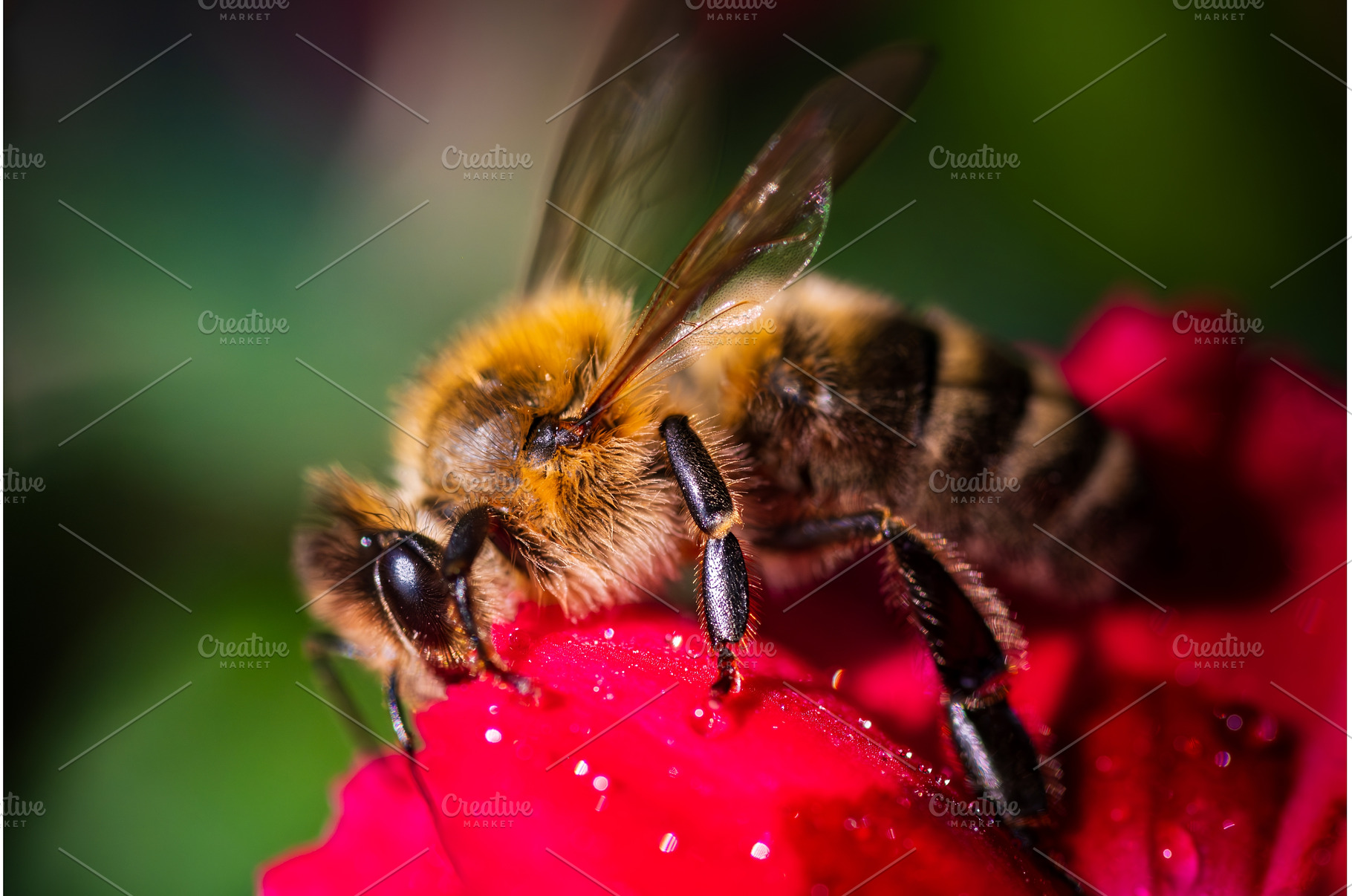 Honeybee on a Red Flower Close Up, an Animal Photo by MadPhotos