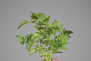 Potato plant, an Environmental 3D Model by AndrewWhite (Thumbnail 6 of 11)