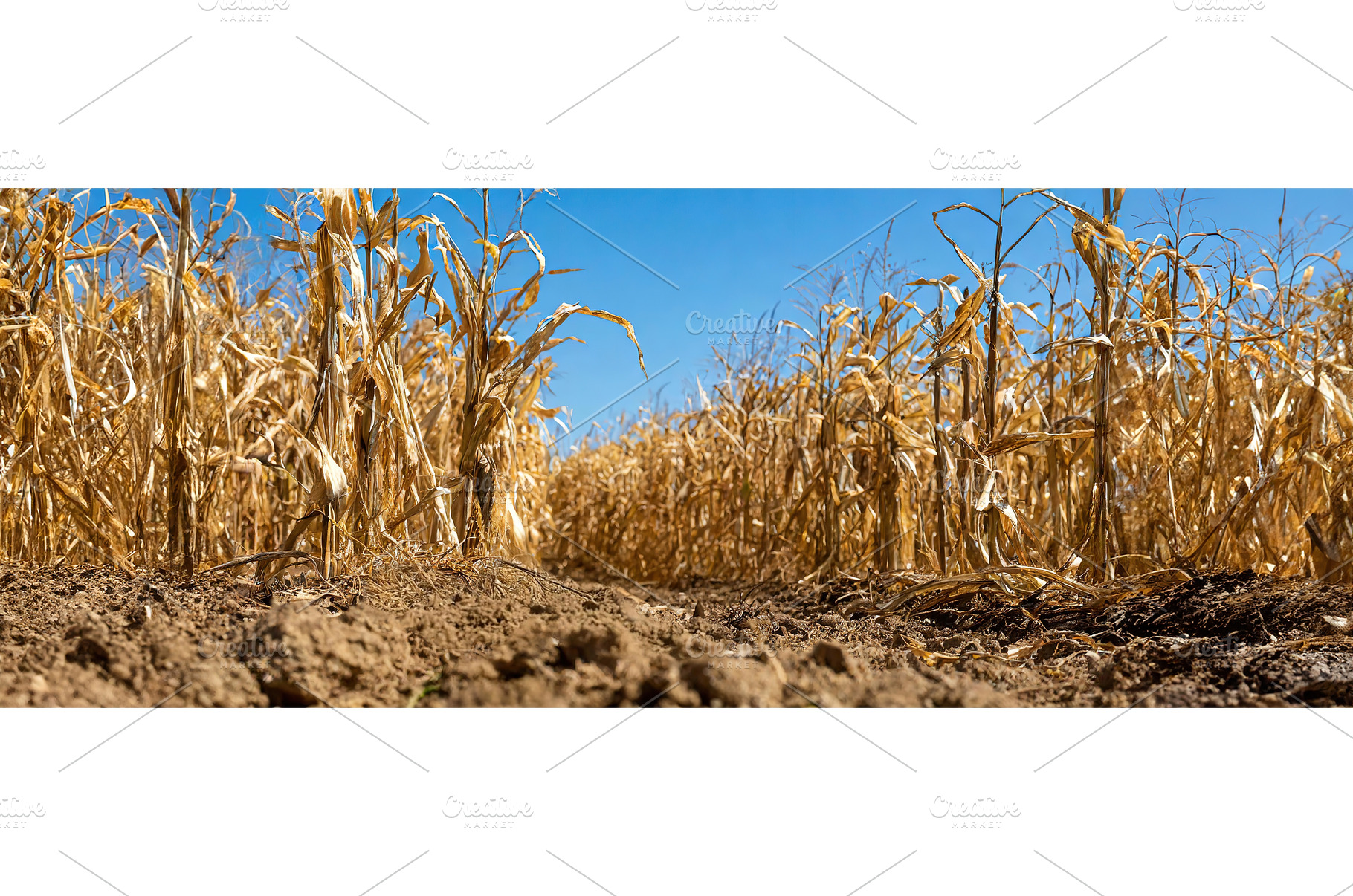 Dry cornfield under a clear blue sky, an Animal Photo by Igor Tichonow