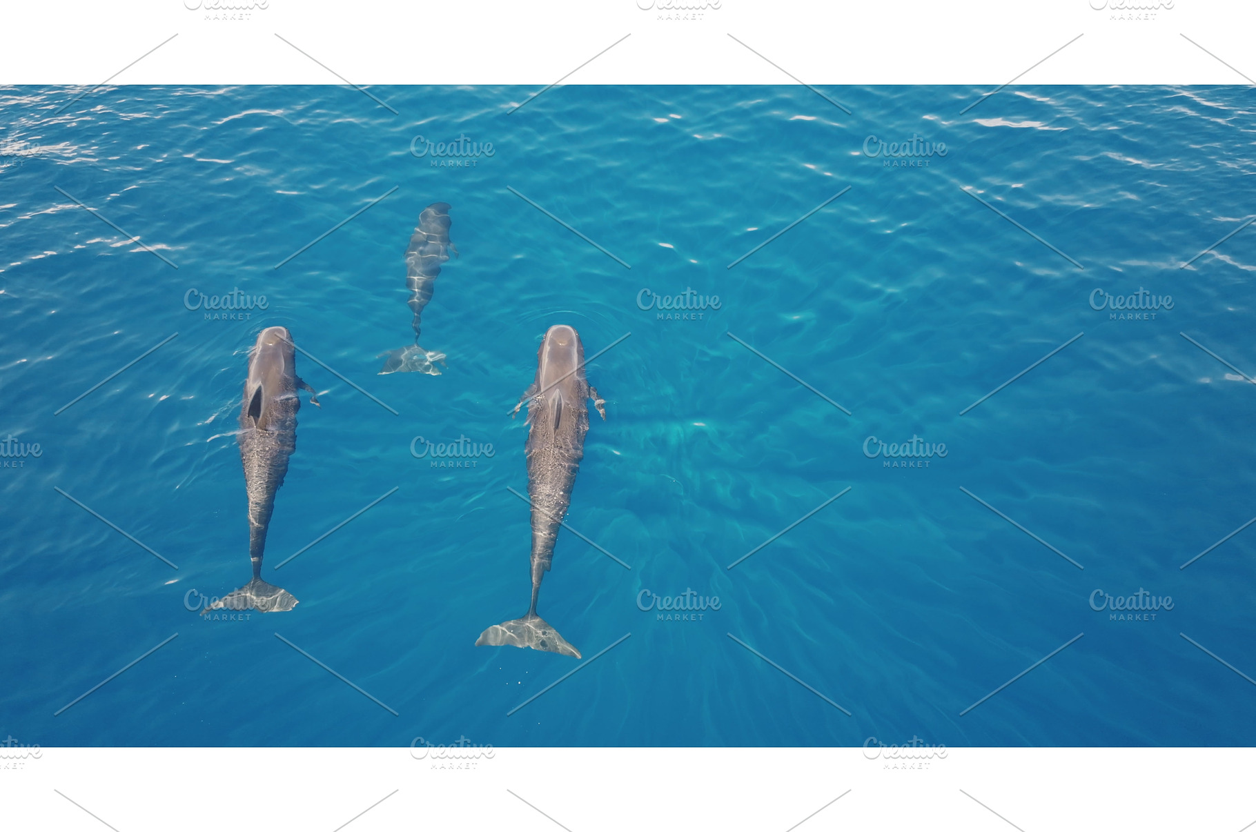 Short-finned pilot whales swimming, an Animal Photo by Goinyk