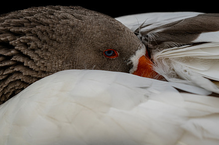 Goose head close-up