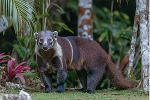 A Coati is shown in a close-up shot, an Animal Photo by ZinetroN