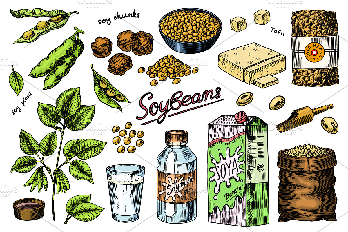 Soya beans. Tofu, nuts, Seeds draw, a Food Illustration by Arthur Balitskiy (Photo 4 of 4)