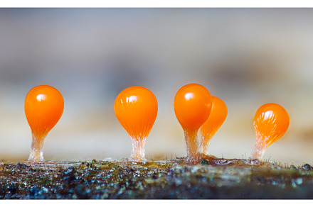 Orange slime mold - Trichia