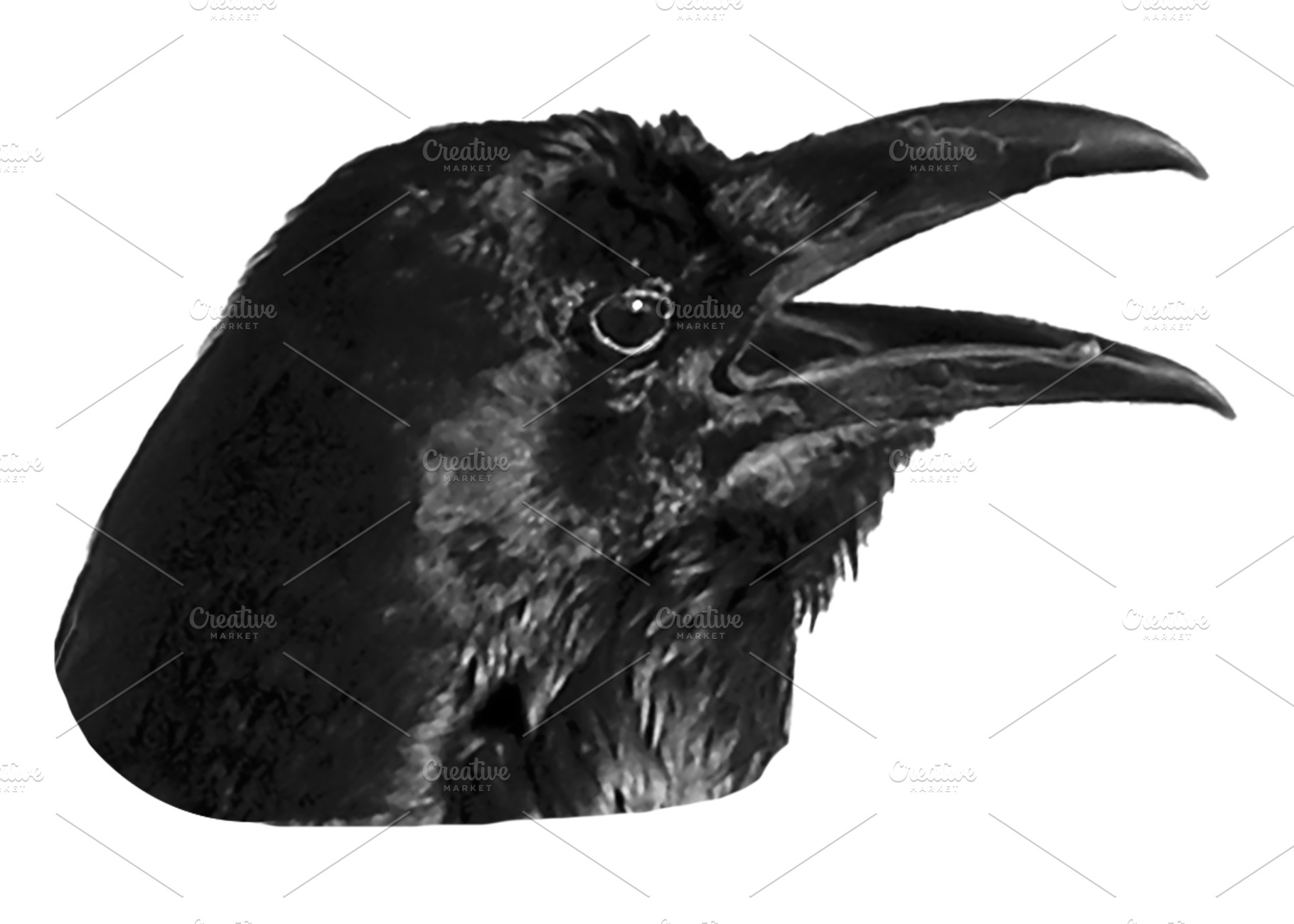 Isolated photo of black crow head, an Animal Photo by DanFLCreativo