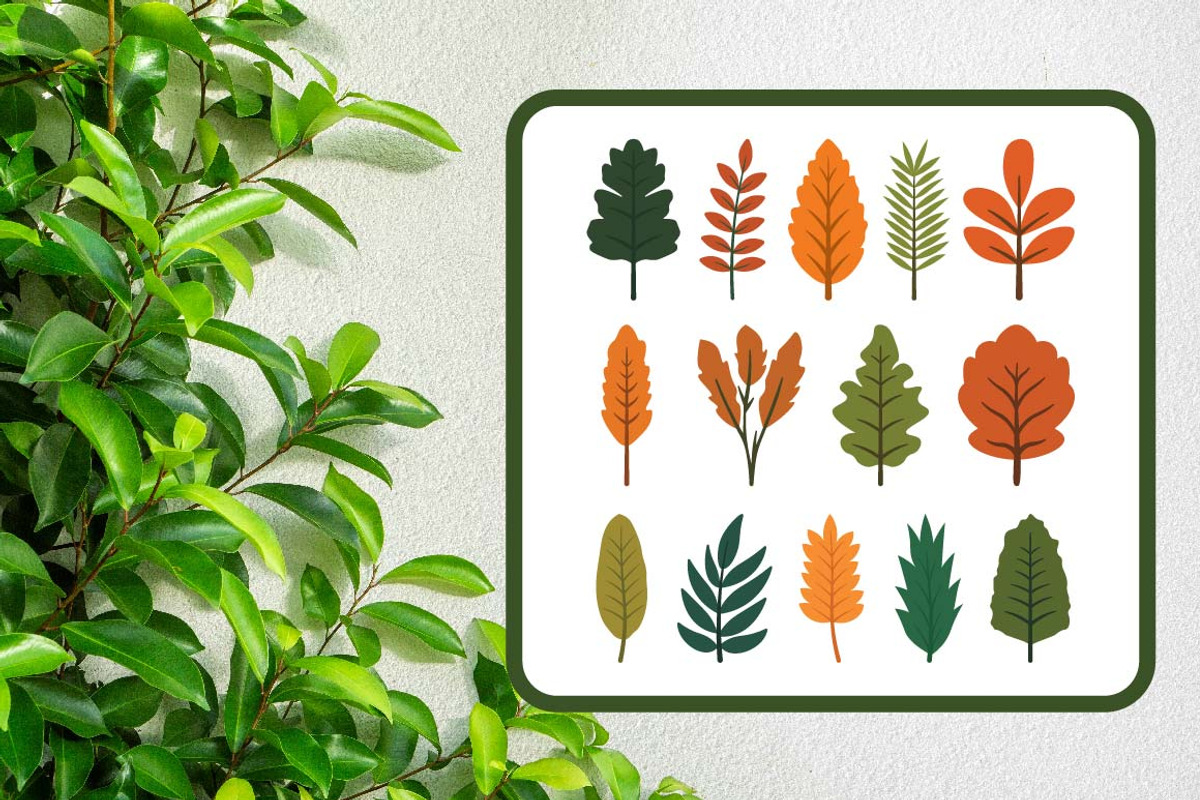 29 Leaf Leaves Natural Plant Element, a Decorative Illustration by jongcreative (Photo 3 of 6)