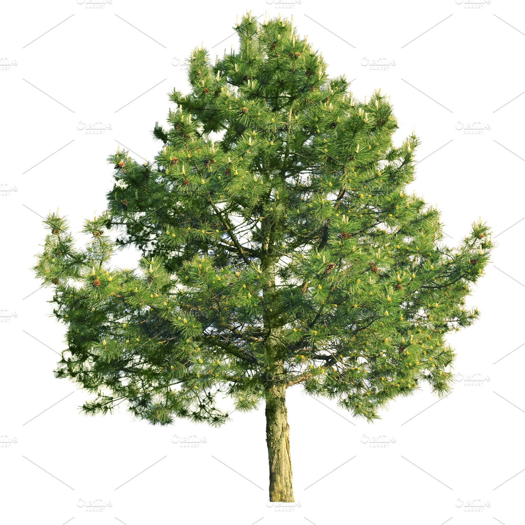 Scotch pine (Pinus sylvestris), a Nature Photo by Serg64