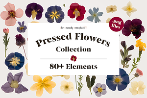 Pressed Flowers PNG Collection, a Decorative Illustration by thetrendytemplate