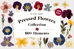 Pressed Flowers PNG Collection