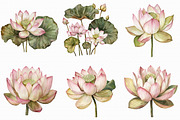 Watercolor Lotus Clipart, an Illustration by Libby Wishes (Thumbnail 6 of 7)
