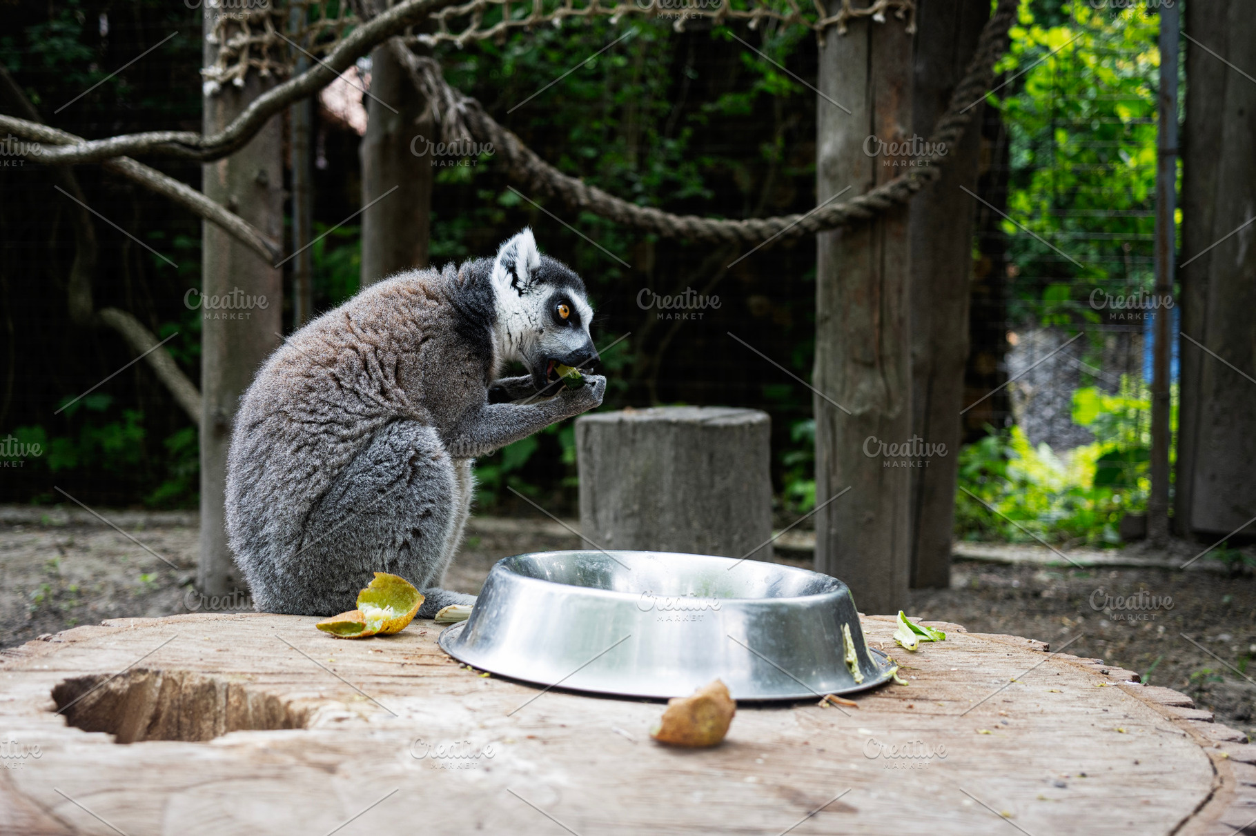 Ring-tailed lemur eating leaf in a wooden habitat with food bowl nearby, a Photo by AS photostudio