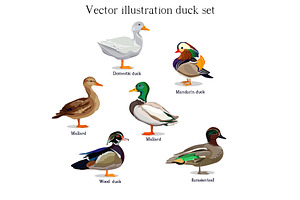 Duck set vector
