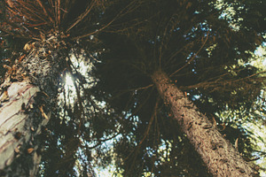 Looking Up Into Tall Trees Photo, a Nature Photo by René Jordaan Photography