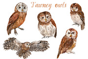 Watercolor Owls Bundle - 53 Owls, an Animal Illustration by YesFoxy (Thumbnail 4 of 11)