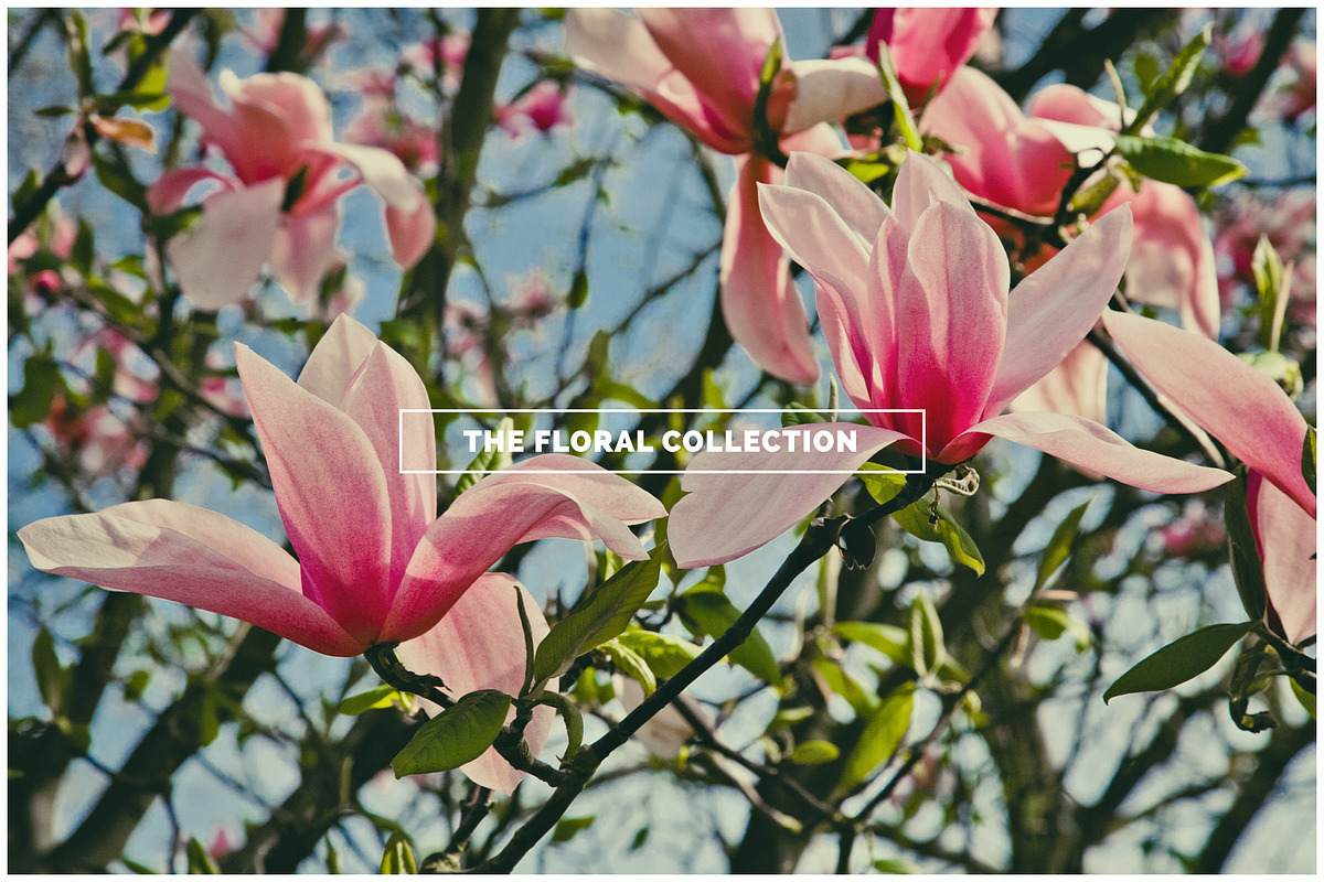THE FLORAL COLLECTION iseeyouphoto, a Nature Photo by ISEEYOUPATTERN (Photo 3 of 5)