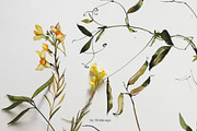 Midsummer - field flowers clipart, a Decorative Illustration by whiteheartdesign (Thumbnail 13 of 16)