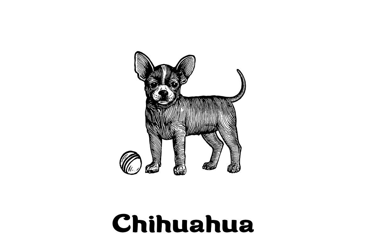 Dogs collection, part 1, an Animal Illustration by ZotovShop (Photo 8 of 9)
