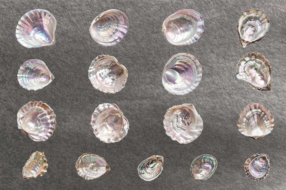Seashells & Pearls PNG Collection, an Object Graphic by Olha Kostiuk (Photo 4 of 5)