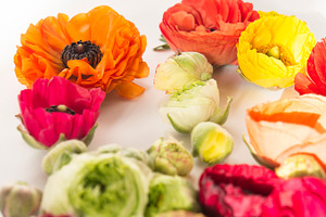 Floral background containing flowers, background, and red