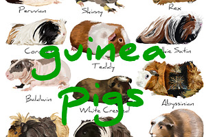 Guinea Pig realistic