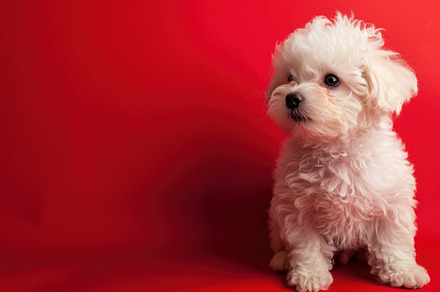 Fluffy Maltese Puppy Against Striking Red, Full of Cuteness and, an Animal Photo by José Manuel Gelpi