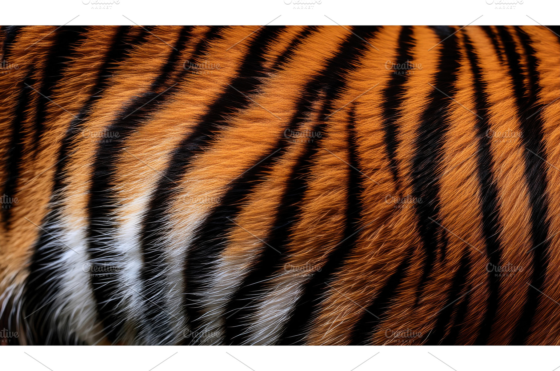 Close-up of tiger's orange and black, an Animal Photo by Igor Tichonow