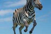 116 Flying animals, an Animal Photo by Handmadefont (Thumbnail 119 of 119)